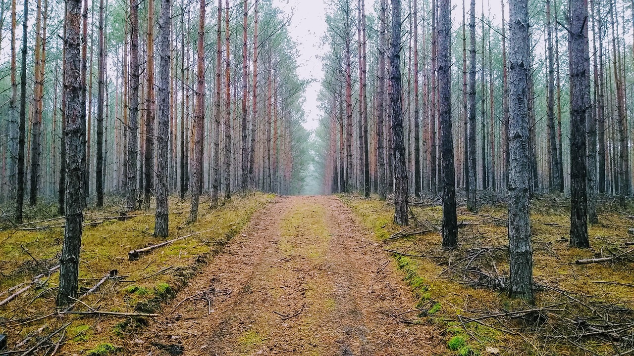 Brandenburg Forest